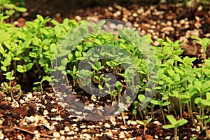Sprouted ã€ green glebionis coronariaã€€vegetable garden